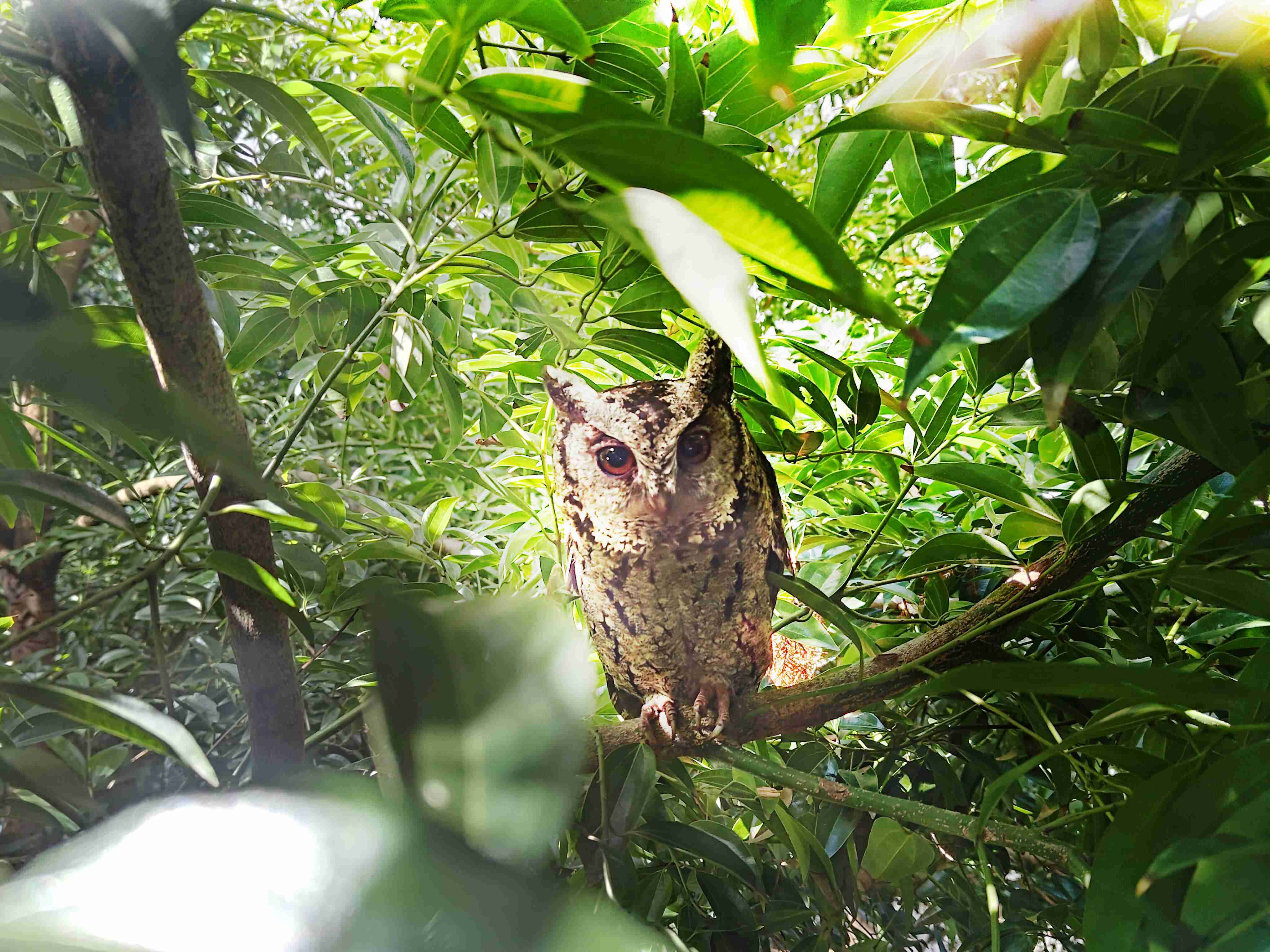 欧陆注册致力提倡净零绿生活，，，，16年以来在全球各厂区植树逾百万棵，，造就各厂区树木蔚然成林，，，，犹如森林工厂，，成为许多生物的栖息地